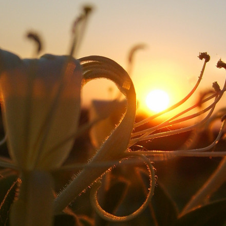 honeysuckle sunset